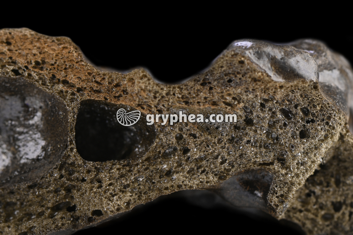 Tephra - détail - gryphea.com